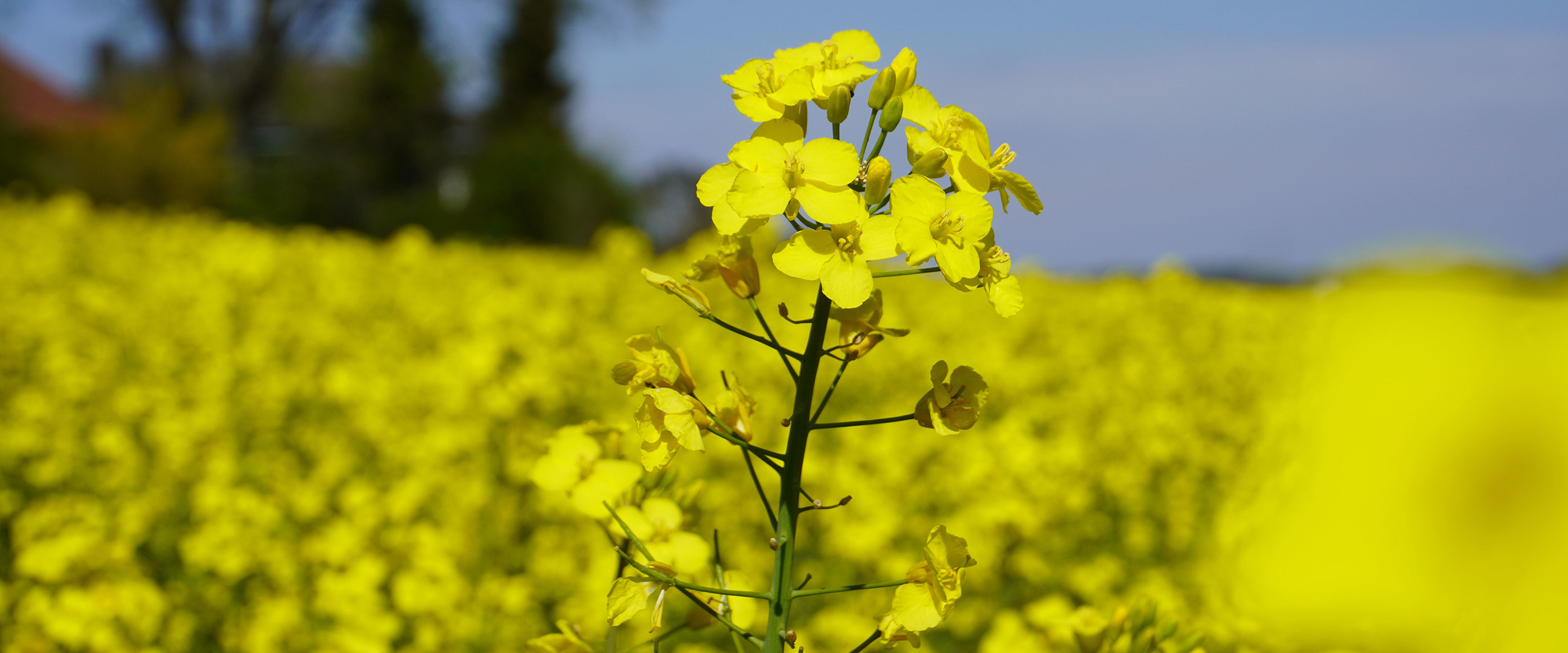sehenswertes_header_1.jpg